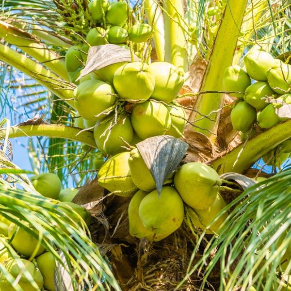 Coconut Tree