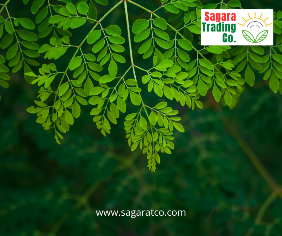 moringa powder